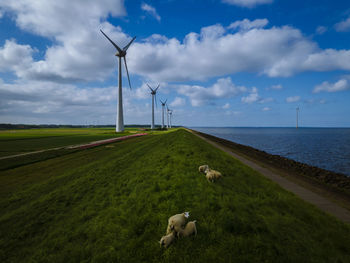 Sheep on a field