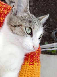 Close-up portrait of cat