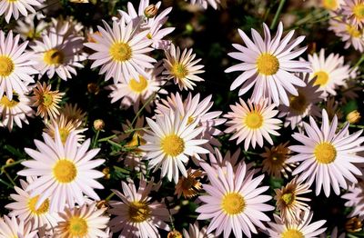 Close-up of white daisy flowers