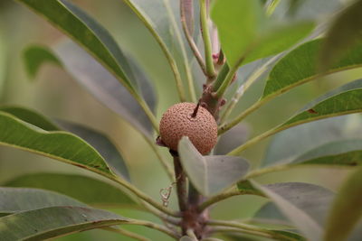 Close-up of insect on plant