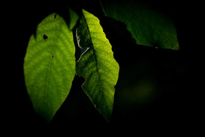 Close-up of green leaves on plant at night