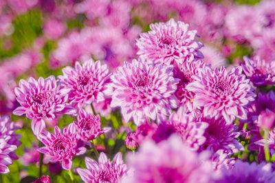 Close-up of pink flowering plants