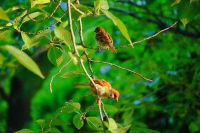 Close-up of bird perching on tree