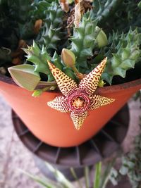 Close-up of succulent plant in pot