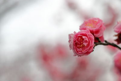 Close-up of pink rose