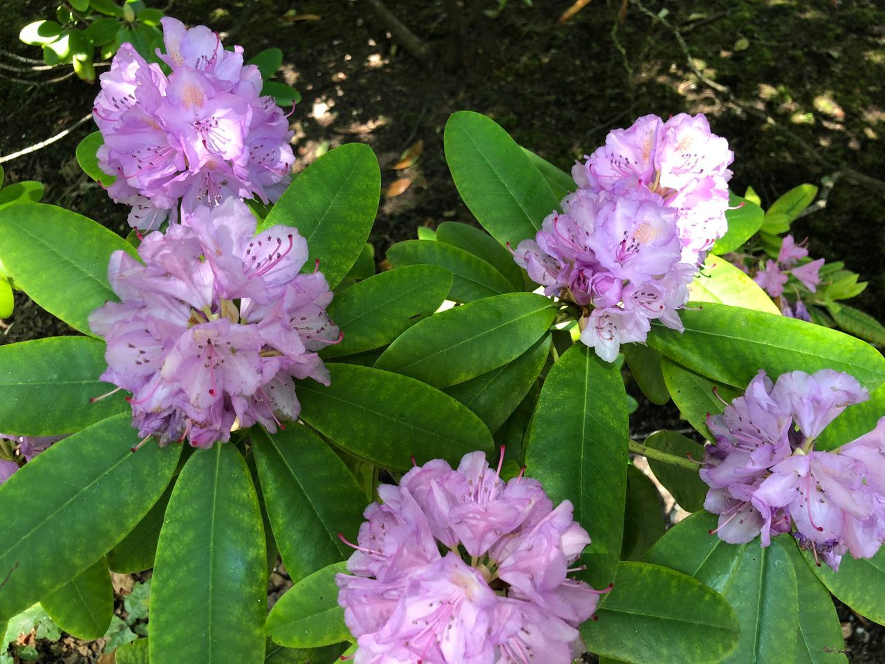 flower, flowering plant, plant, freshness, beauty in nature, vulnerability, fragility, growth, petal, close-up, plant part, leaf, pink color, inflorescence, nature, blossom, purple, flower head, no people, botany, outdoors, springtime, spring, lilac