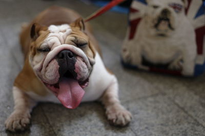 Close-up of american bulldog on the leash looking at the camera