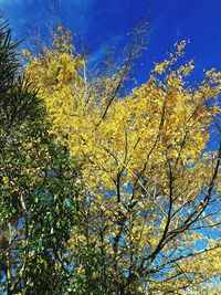 Low angle view of yellow flower tree against blue sky