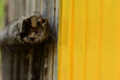 Close-up of yellow wood