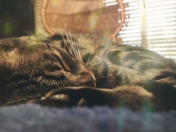 Close-up of cat sleeping