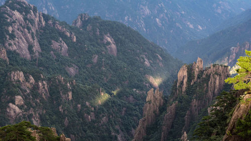 Panoramic view of pine trees in mountains