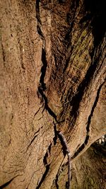 Full frame shot of leaf