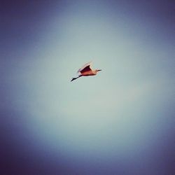 Low angle view of birds flying in sky