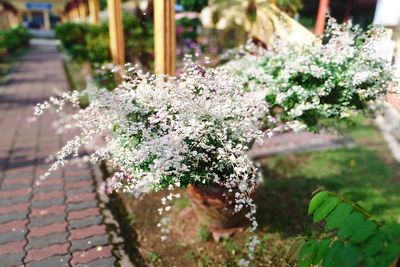 Close-up of flowering plant