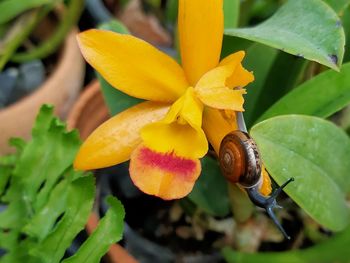 Close-up of yellow flowering plant