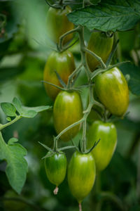 Close-up of tomatoes growing on tree