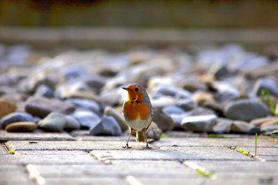 Close-up of bird perching on footpath