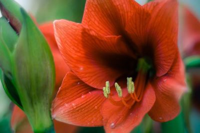 Close-up of red flower