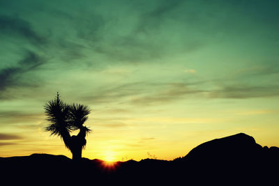 Low angle view of silhouette tree against sky during sunset