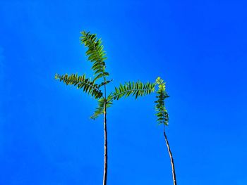 Low angle view of coconut palm tree against blue sky