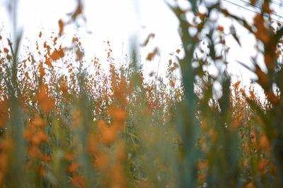 Close-up of fresh plants on field during winter