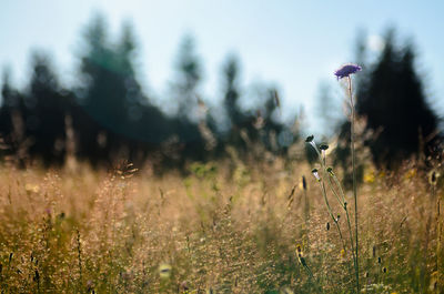 Close-up of flowers growing in field