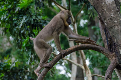 Low angle view of monkey sitting on tree