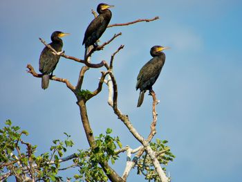 Three cormorants in a tree