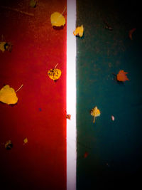 Multi colored birds in water