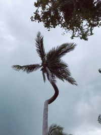 Low angle view of coconut palm tree against sky