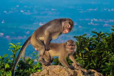 Monkeys mating on rock against sky