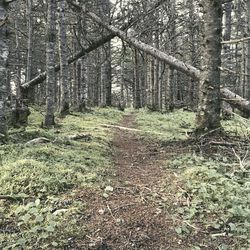 Trees in forest