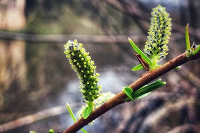 Close-up of flower buds growing outdoors