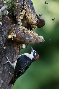 Close-up of a bird