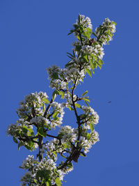 Low angle view of flowering tree against clear blue sky