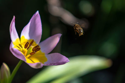 Close-up of bee pollinating on purple flower