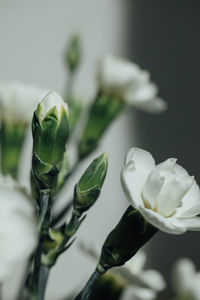 Close-up of white flowering plant