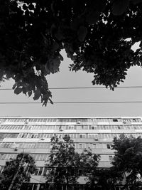 Low angle view of flowering tree and buildings against sky