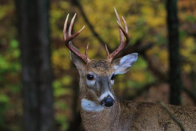 Close-up portrait of deer