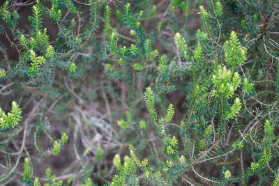 Close-up of fresh green plants in forest