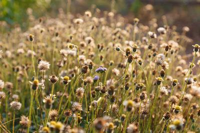 View of white flowering plants on field