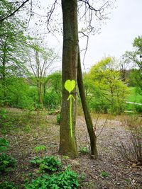 Trees growing in field