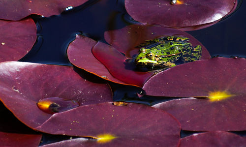 Close-up of leaves