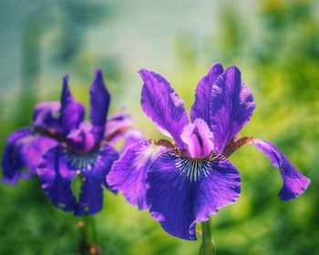 Close-up of purple iris flower