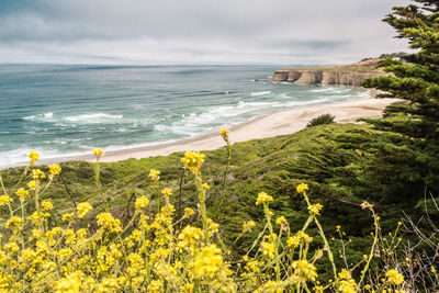 Flowering plants on beach
