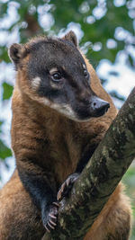 Close-up of lion sitting on tree