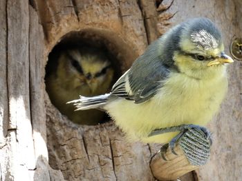 Close-up of bird perching on wood