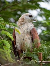 Bird perching on a tree