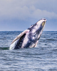 Close-up of whale swimming in sea