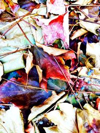 Full frame shot of dry maple leaves